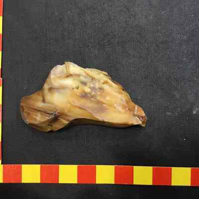Challis Opal Rhyolite