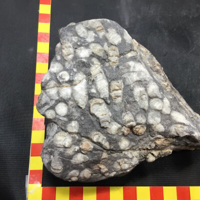 Fossil Ship Worms