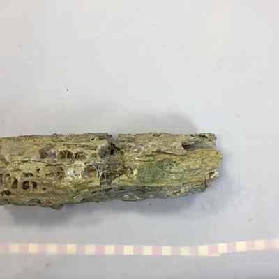 Petrified Wood