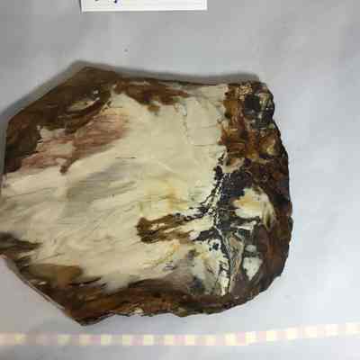 Petrified Wood