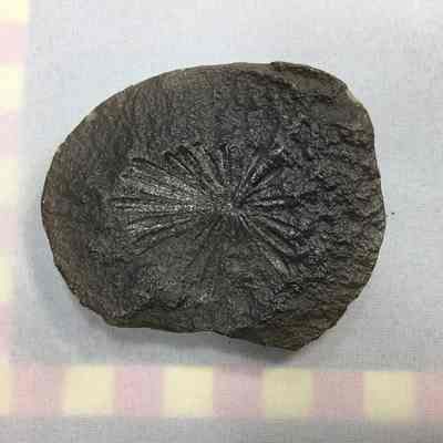 Concretion Fossil Flower Head