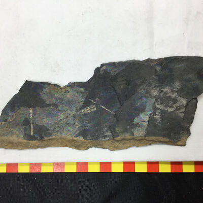 Graptolites