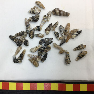 Fossil Turitella Shells