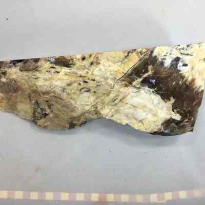 Opalized bog agate