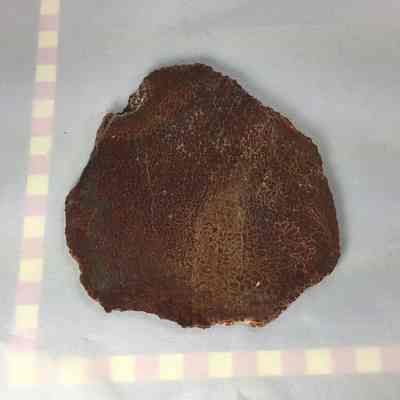 Dinosaur Bone Fossil Slab