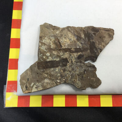 Fossil Idaho Leaves