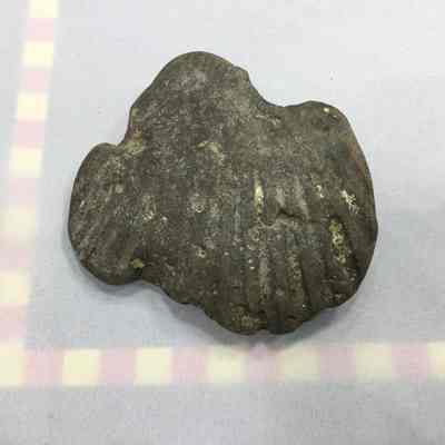 Scallop Shell Fossil