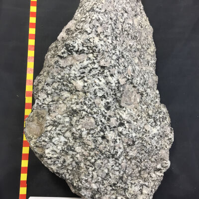 Porophyritic Granodiorite