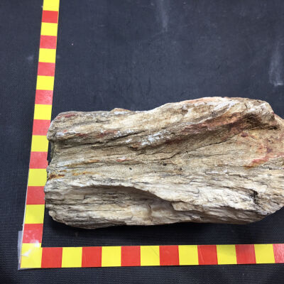 Petrified Wood
