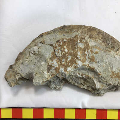 Ammonite Triassic