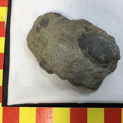 Fossil Clams Asilia