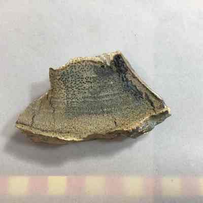 Fossil Palm Wood