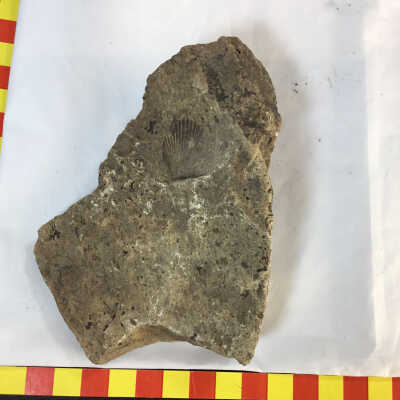 Clam fossil in volcanic ash