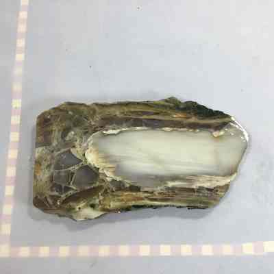 Petrified Wood
