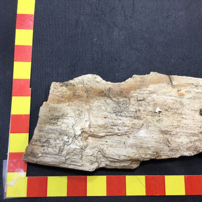 Petrified Wood