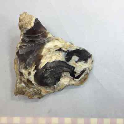 Light Opalized Bog Agate