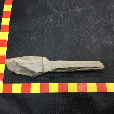 Fossil Driftwood