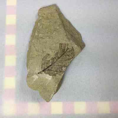Leaf Fossil in Volcanic Ash