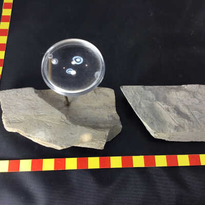 Grapolites Monograptus in Shale