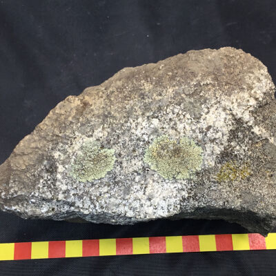 Grano-Diorite