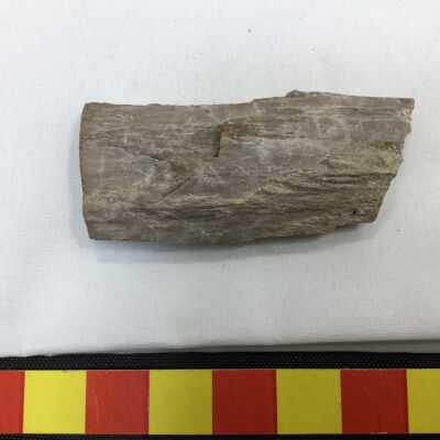 Pine tree fossil shard