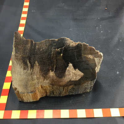 Petrified Wood