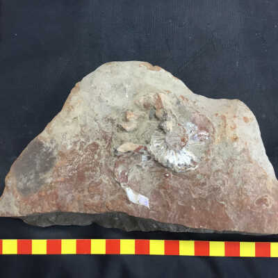 Ammonite Stephanoceras