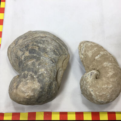 Gryphaea Oyster
