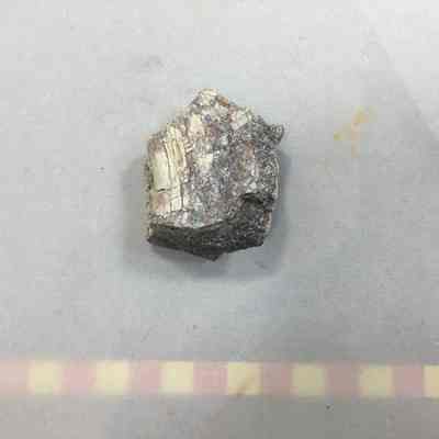 Ancient Lake Idaho Fossil