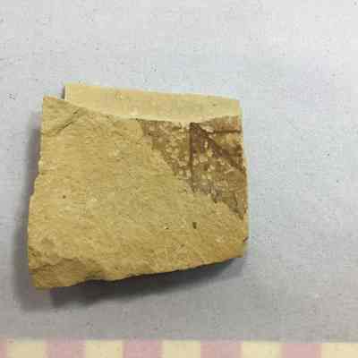 Birch Fossil (Betula)