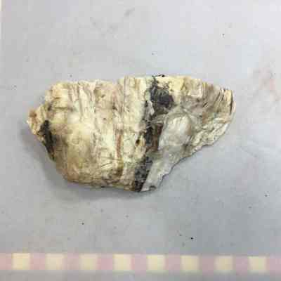 Opalite in Bog Agate
