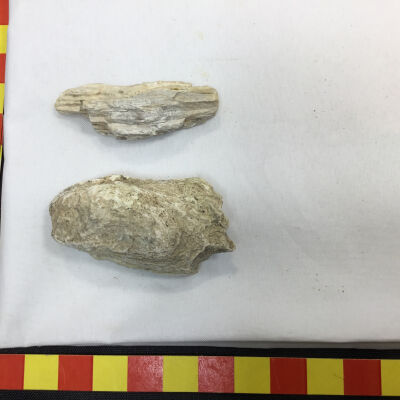 Pine tree bark fossil