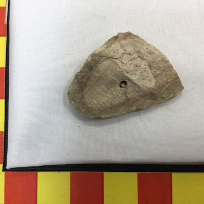 Tree knot fossil