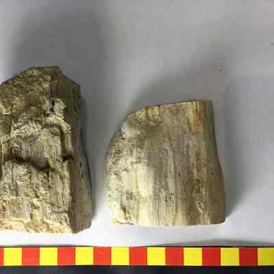 Petrified Black Walnut