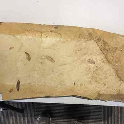Fossil leaf foliage