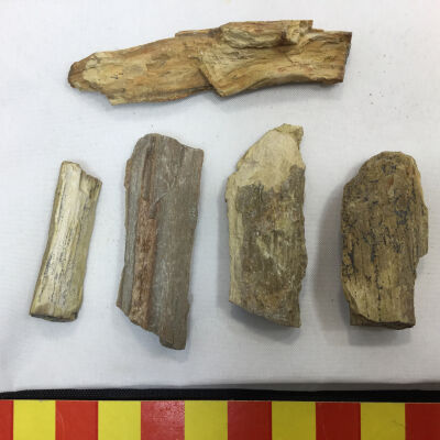 Driftwood fossils