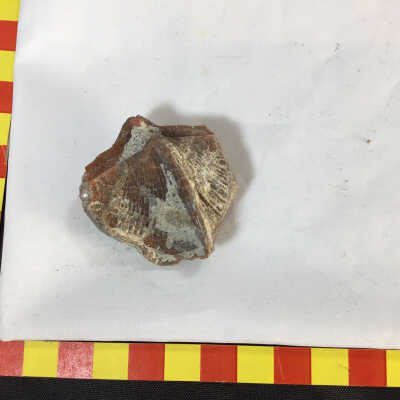 Brachlapod fossil