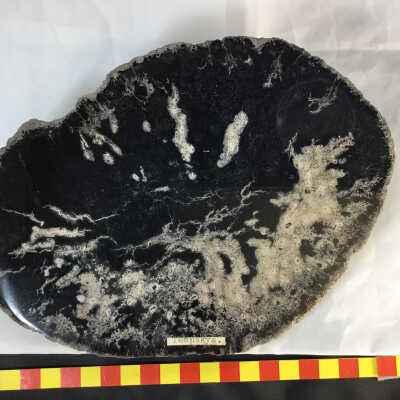 Fossilized Wood