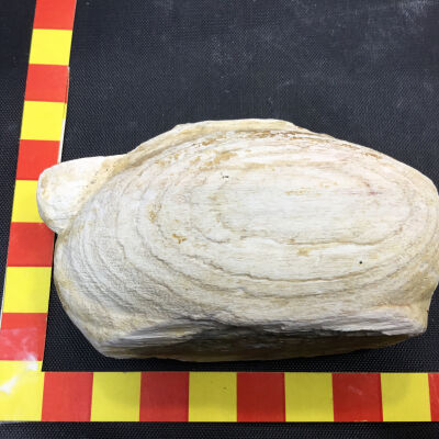Petrified Wood