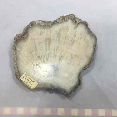 Petrified Coral
