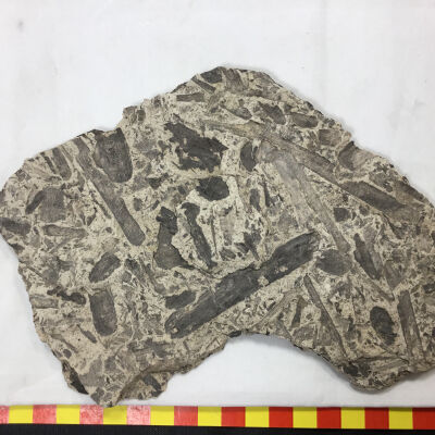 Bog Fossilized Plants