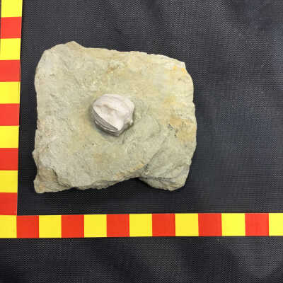 Apentremites Blastoid Fossil Pentremites