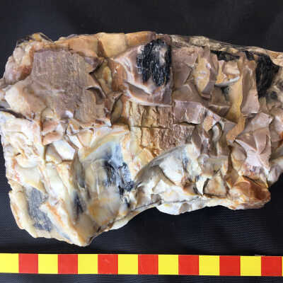 Opalized Petrified Wood