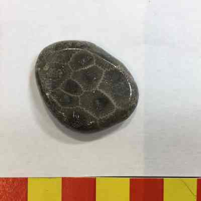 Coral Fossil