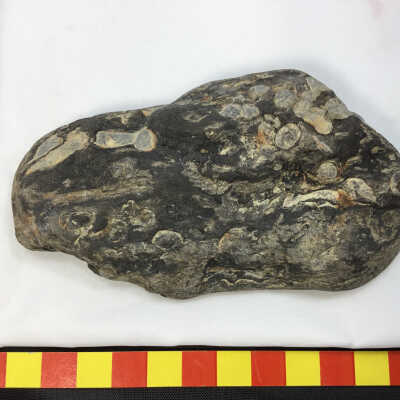 Rhyolite Banded Tuff