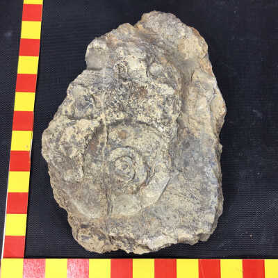 Ammonite Columbites