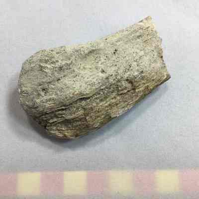 Fossil Drift Wood