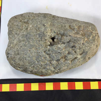 Petrified Worms