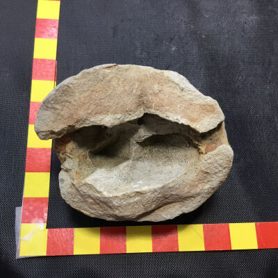 Half Concretion