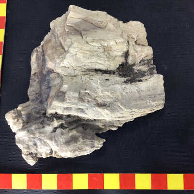 Petrified Wood